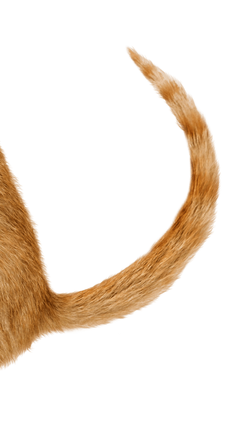 Cat tail