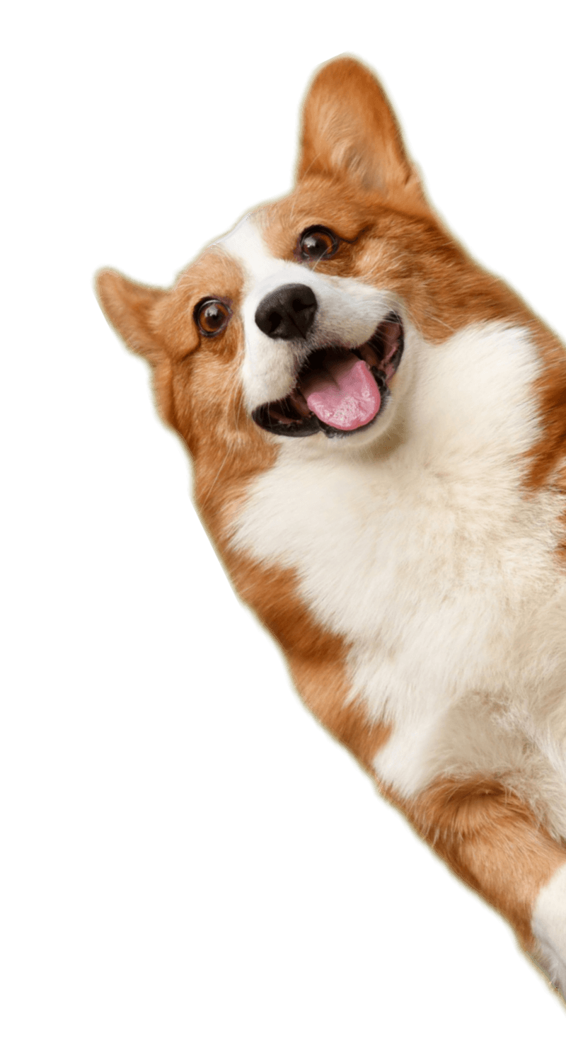 Happy corgi