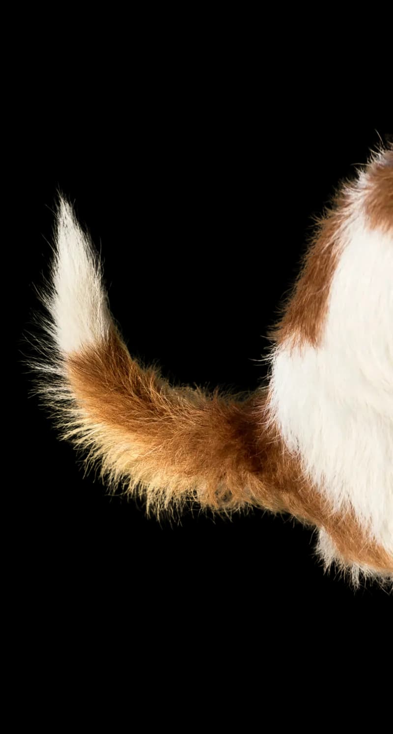 Dog tail