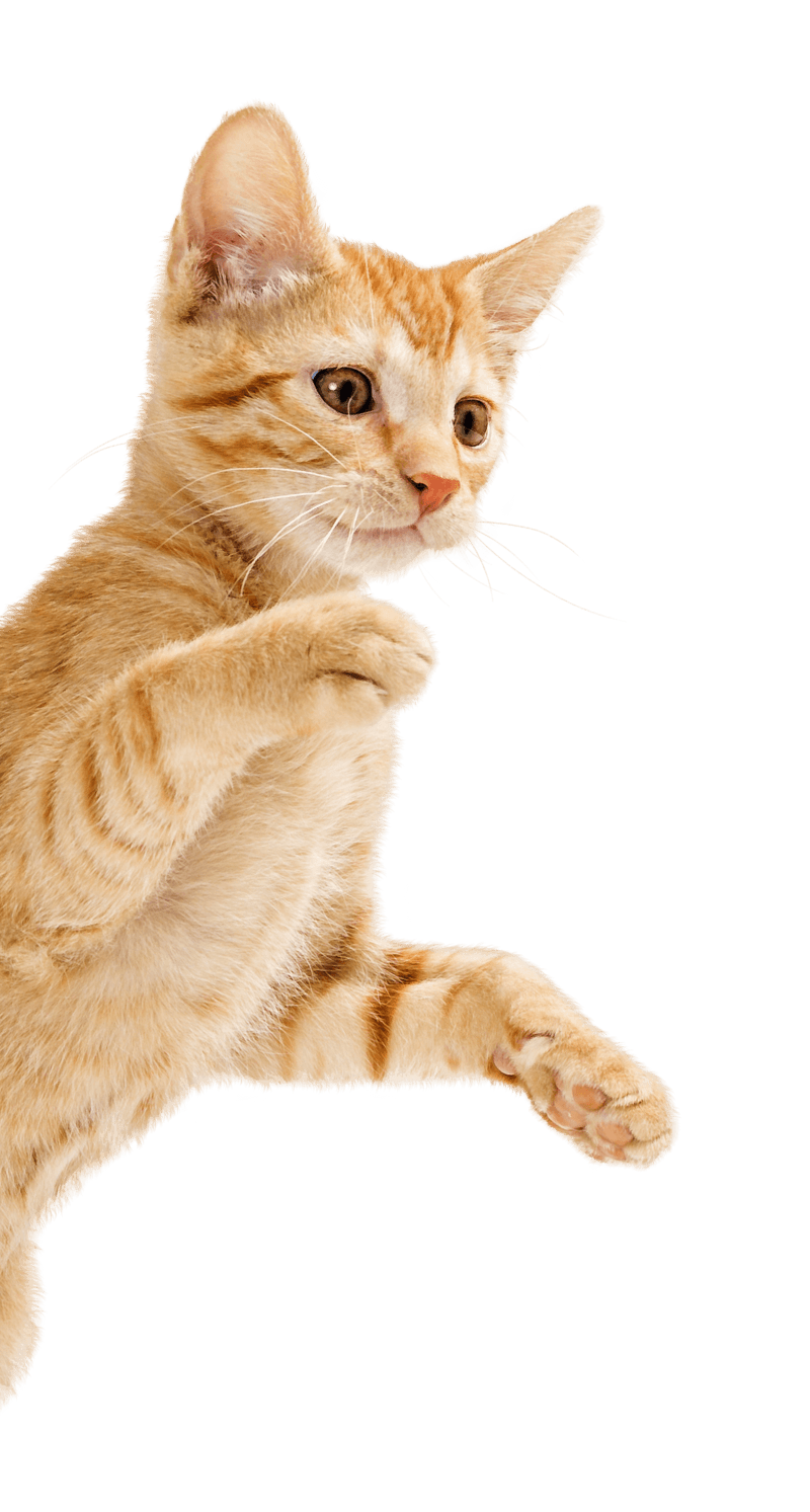 Orange cat