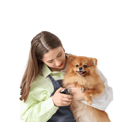 Professional Dog Groomer