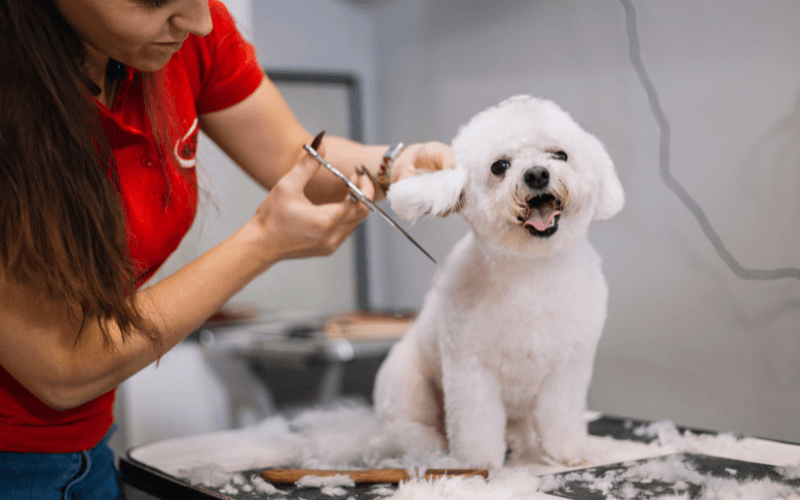 10 Most Profitable Pet Business Ideas in 2025 & 2026 (With Startup Costs & Earning Potential)