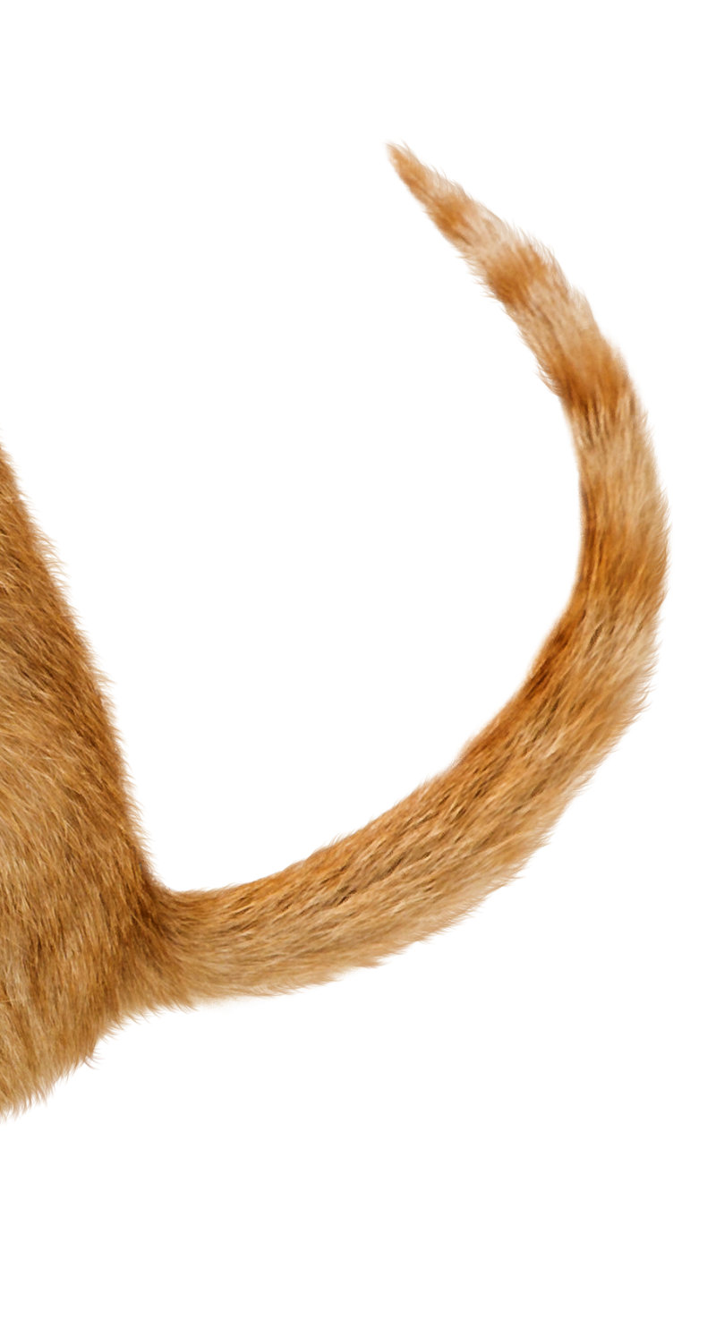 cat tail decoration