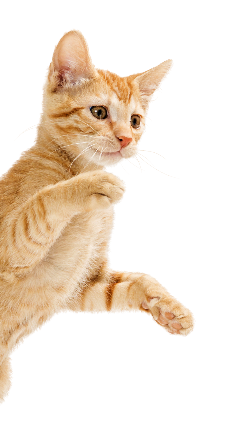 Orange cat